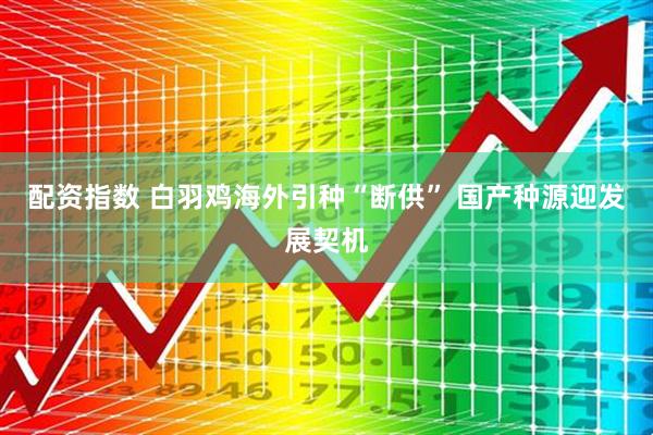 配资指数 白羽鸡海外引种“断供” 国产种源迎发展契机